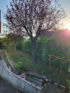 Jardin ensoleillé au coucher du soleil avec arbre aux feuilles rouges, haie, muret et débroussailleuse près de branches coupées.