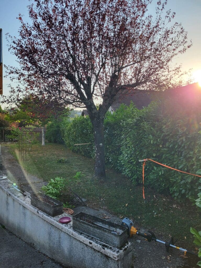Jardin ensoleillé au coucher du soleil avec arbre aux feuilles rouges, haie, muret et débroussailleuse près de branches coupées.