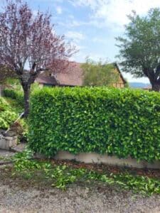 Haie verte fraîchement taillée avec des feuilles au sol. Derrière, des maisons et arbres sous un ciel bleu. Outils de jardinage visibles.