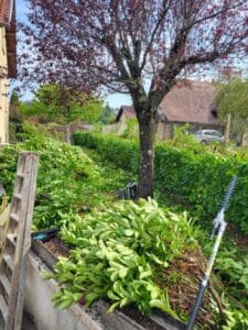 Travaux de jardinage: piles de branches taillées, élagueuse, échelle et grand arbre aux feuilles rouges dans un jardin ensoleillé.